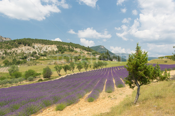 Landscape in the French Drome Stock photo © ivonnewierink