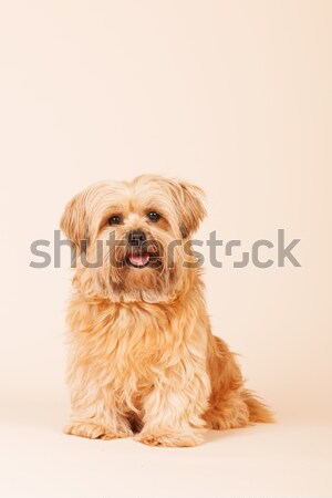 Little long haired dog on beige background Stock photo © ivonnewierink