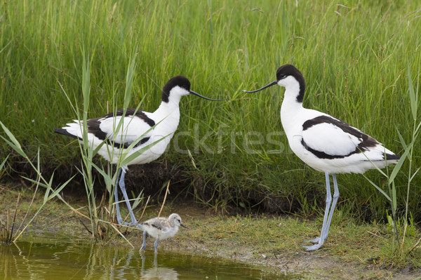 Pied Avocets with baby chick Stock photo © ivonnewierink