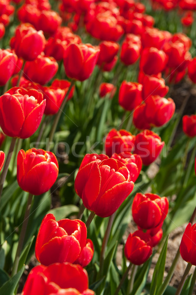 Foto stock: Rojo · tulipanes · vertical · paisaje · campos · Holanda