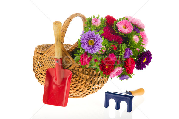 Bouquet New England Asters Stock photo © ivonnewierink