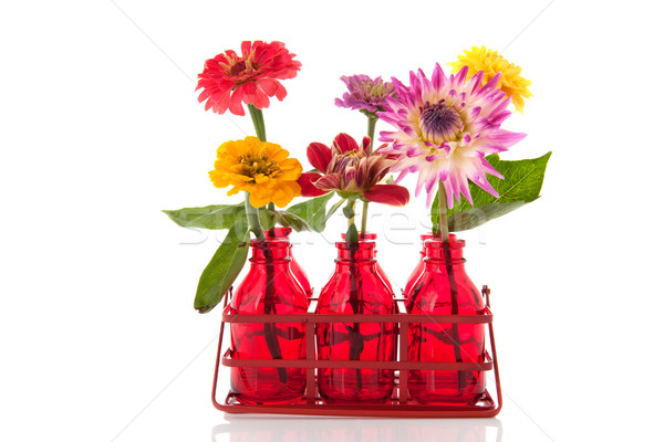 Zinnias and Dahlias Stock photo © ivonnewierink