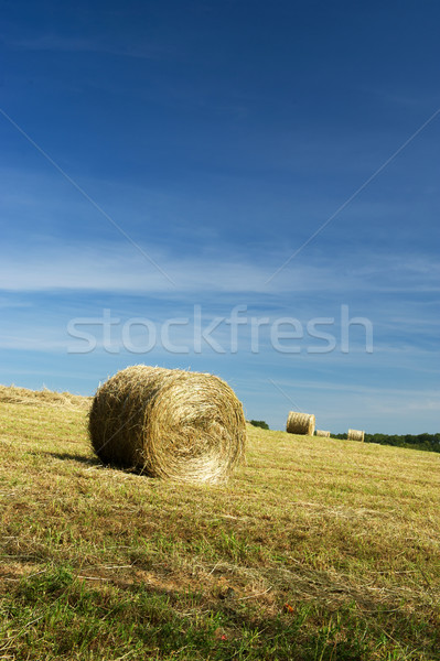 Roll hay in landscape Stock photo © ivonnewierink