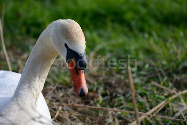 Foto d'archivio: Silenziare · Swan · nido · seduta · primavera
