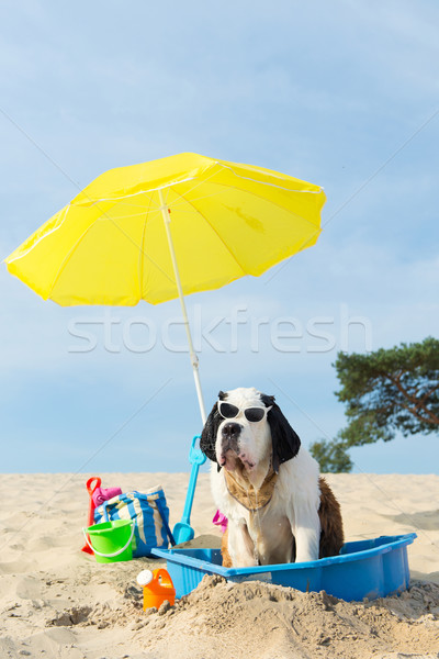 cooling down for dog at the beach Stock photo © ivonnewierink