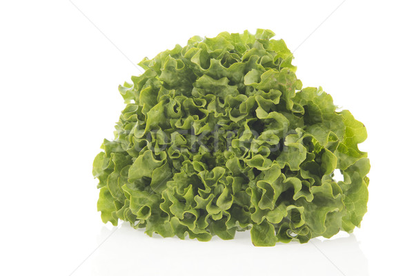 Ernte frischen grünen Salat isoliert weiß Stock foto © ivonnewierink