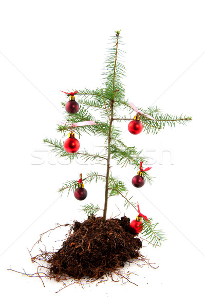 Natale recessione poveri natura albero soldi Foto d'archivio © ivonnewierink