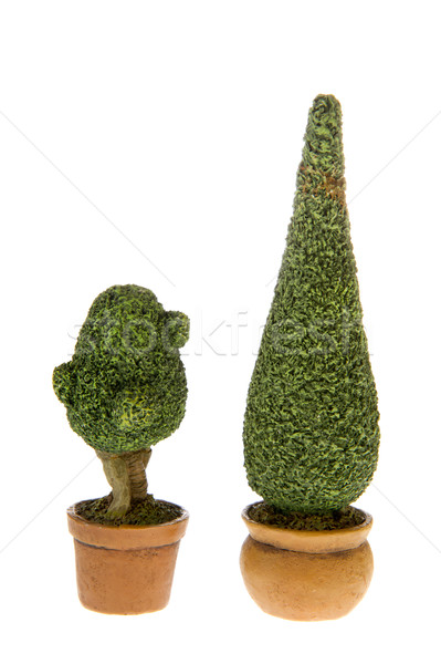 Buxus bushes Stock photo © ivonnewierink