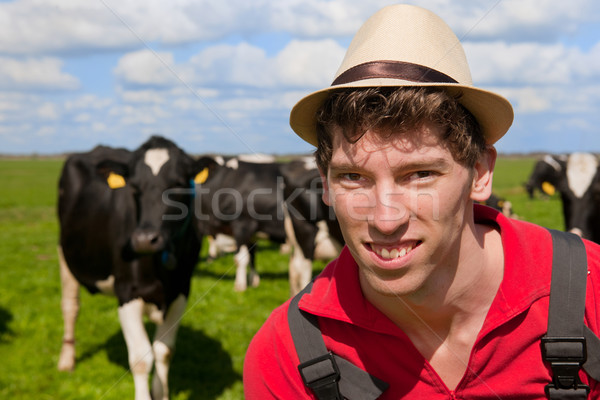 Сток-фото: фермер · скота · коров · глядя · трава