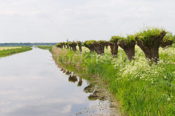 Foto stock: Vaca · perejil · holandés · paisaje · primavera