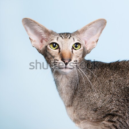 Studio portrait sceau chat siamois isolé vert [[stock_photo]] © ivonnewierink