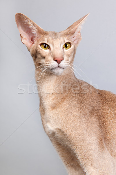 Foto stock: Estudio · retrato · lavanda · gato · siamés · aislado · gris