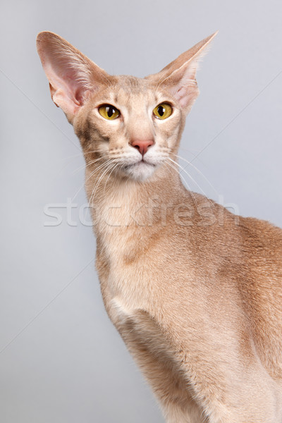 Studio ritratto lavanda gatto siamese isolato grigio Foto d'archivio © ivonnewierink