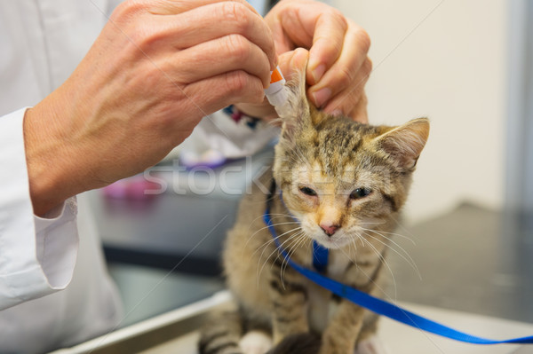 Kitten is having ear drops by the vet Stock photo © ivonnewierink