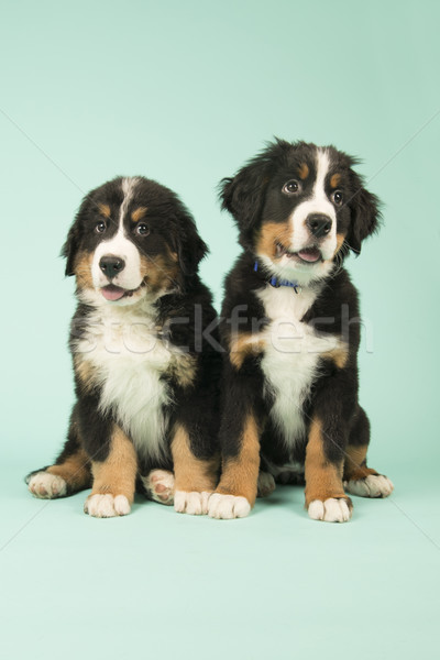 Cute Bernese Mountain Dogs puppies on green background Stock photo © ivonnewierink