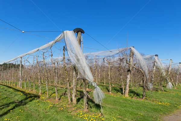 Fruit trees at the grower Stock photo © ivonnewierink