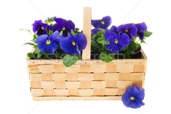 Basket Pansy flowers Stock photo © ivonnewierink