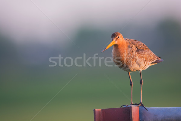 Black-tailed Godwit in sunrise Stock photo © ivonnewierink