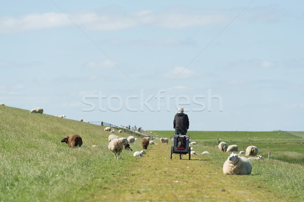 Man with bike on Dutch dike with sheep Stock photo © ivonnewierink