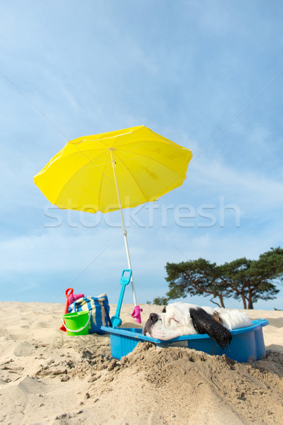 cooling down for dog at the beach Stock photo © ivonnewierink