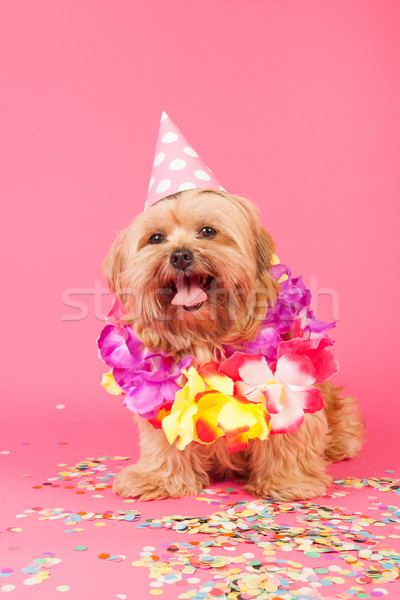 Urodziny psa łańcuchy hat różowy strony Zdjęcia stock © ivonnewierink