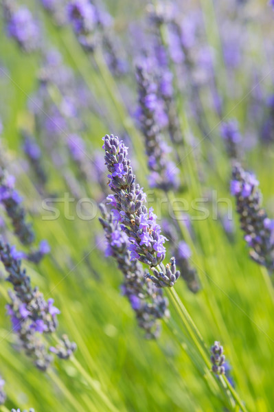 Lavender field Stock photo © ivonnewierink