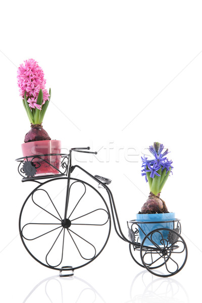 古い 自転車 カラフル 孤立した 白 花 ストックフォト © ivonnewierink