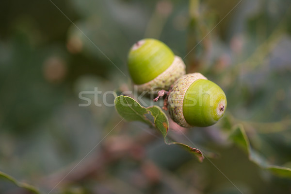 Acorns in tree Stock photo © ivonnewierink