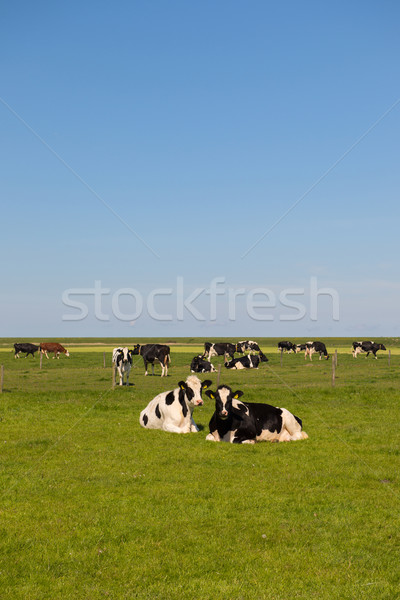 Dutch cows Stock photo © ivonnewierink