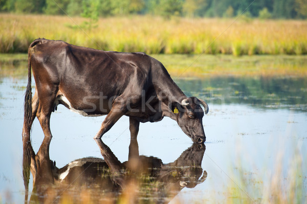 Nature landscape with cow drinking in lake Stock photo © ivonnewierink