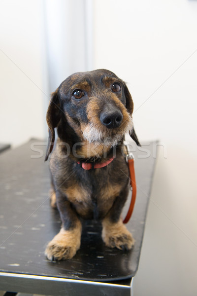 Dog at table from veterinarian Stock photo © ivonnewierink