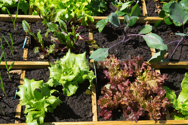 Vegetable garden Stock photo © ivonnewierink