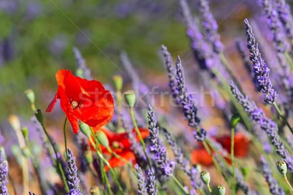 Stock photo: lavender field in France with red poppies
