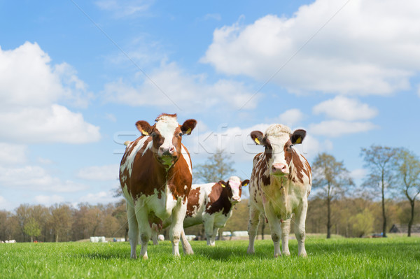 Foto stock: Marrom · branco · vacas · holandês · paisagem · caminhada