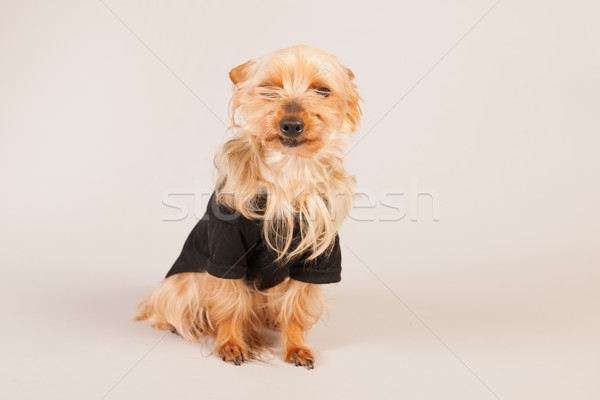 Yorkshire terrier bege retrato engraçado animal Foto stock © ivonnewierink
