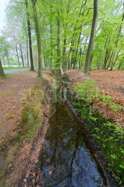 Ditch in the forest Stock photo © ivonnewierink