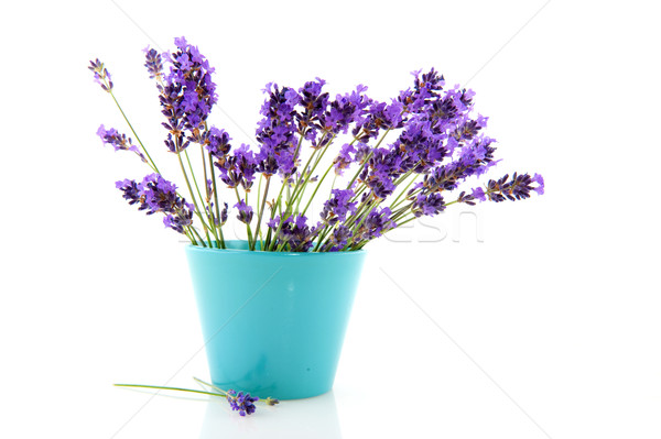 Stock photo: lavender in blue flower pot