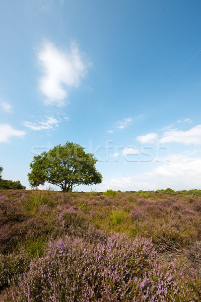 Paisagem roxo árvore horizonte natureza Foto stock © ivonnewierink