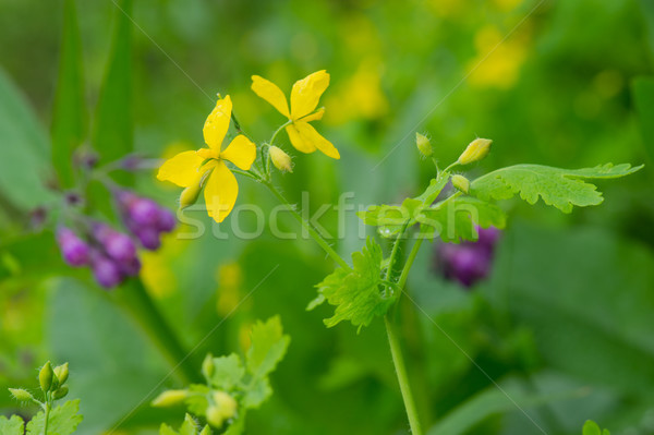greater celandine Stock photo © ivonnewierink