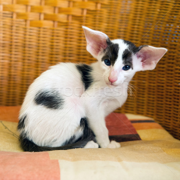 Foto stock: Pequeño · blanco · negro · gatito · silla · negro