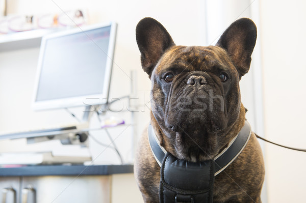 Stock photo: French Bulldog at the veterinarian