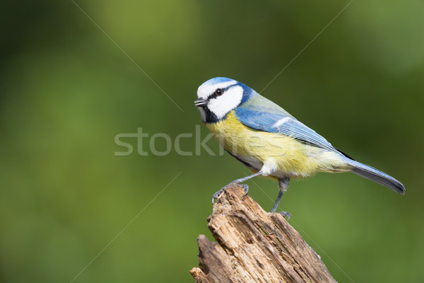 Stockfoto: Blauw · tit · boom · bos · boomstam