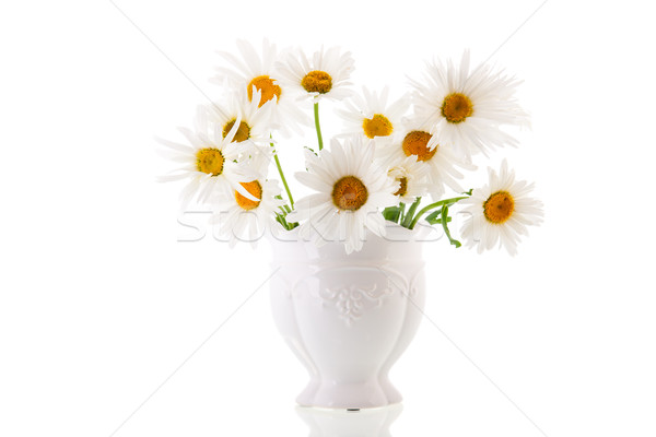 White daisies Stock photo © ivonnewierink
