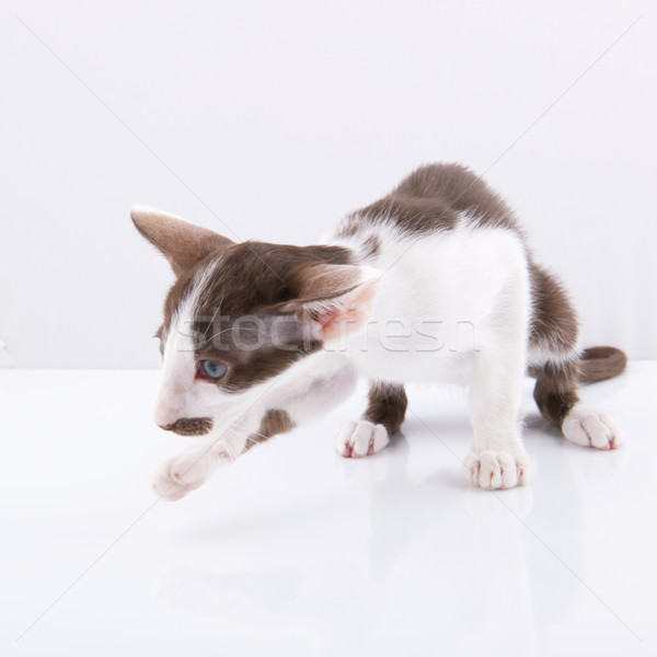 Siamese kitten in studio Stock photo © ivonnewierink