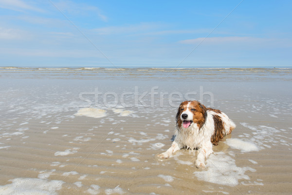 North sea beach Stock photo © ivonnewierink