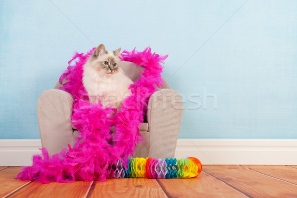 Birman cat birthday Stock photo © ivonnewierink
