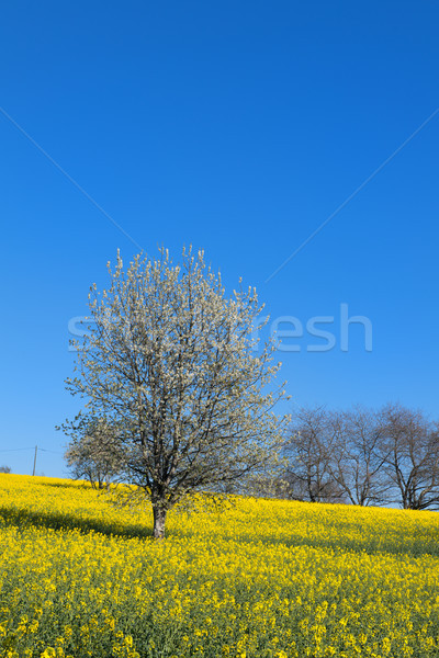 Photo stock: Fleur · arbres · domaine · nature · fruits