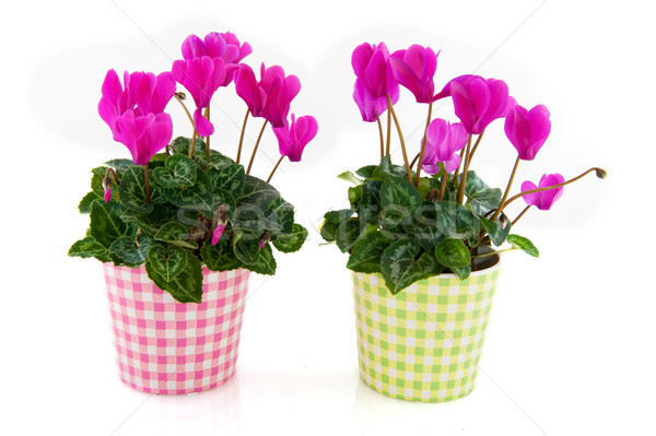 Stock photo: Pink Cyclamen for interior