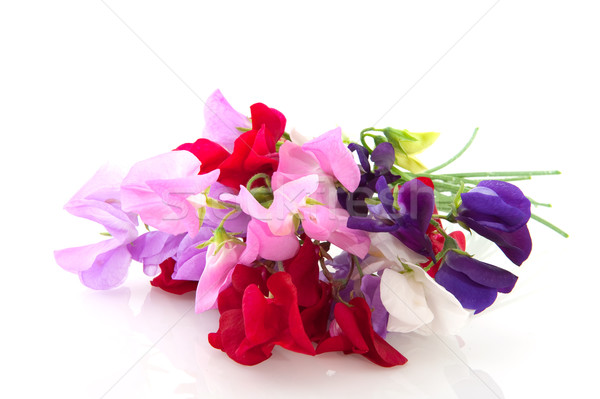 Garden flowers vetching Stock photo © ivonnewierink