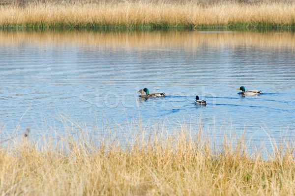 Nature fen with wild ducks Stock photo © ivonnewierink